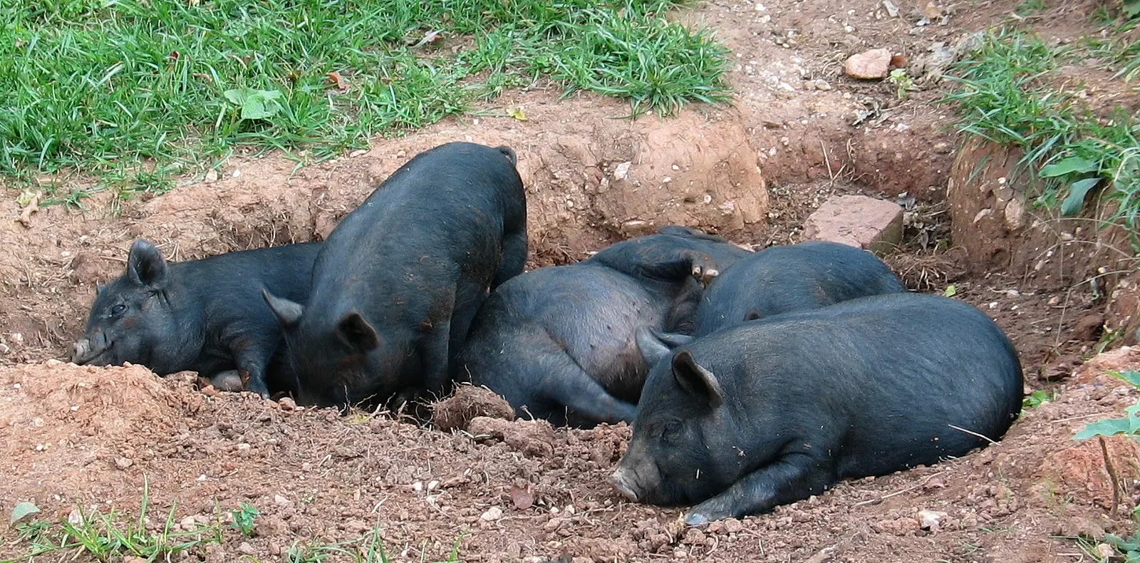 Losing Our Shirts, Keeping The Farm: The Piglets Are Weaned