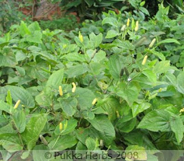 PLANT OF THE DAY
