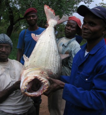 goliath tiger fish river monsters