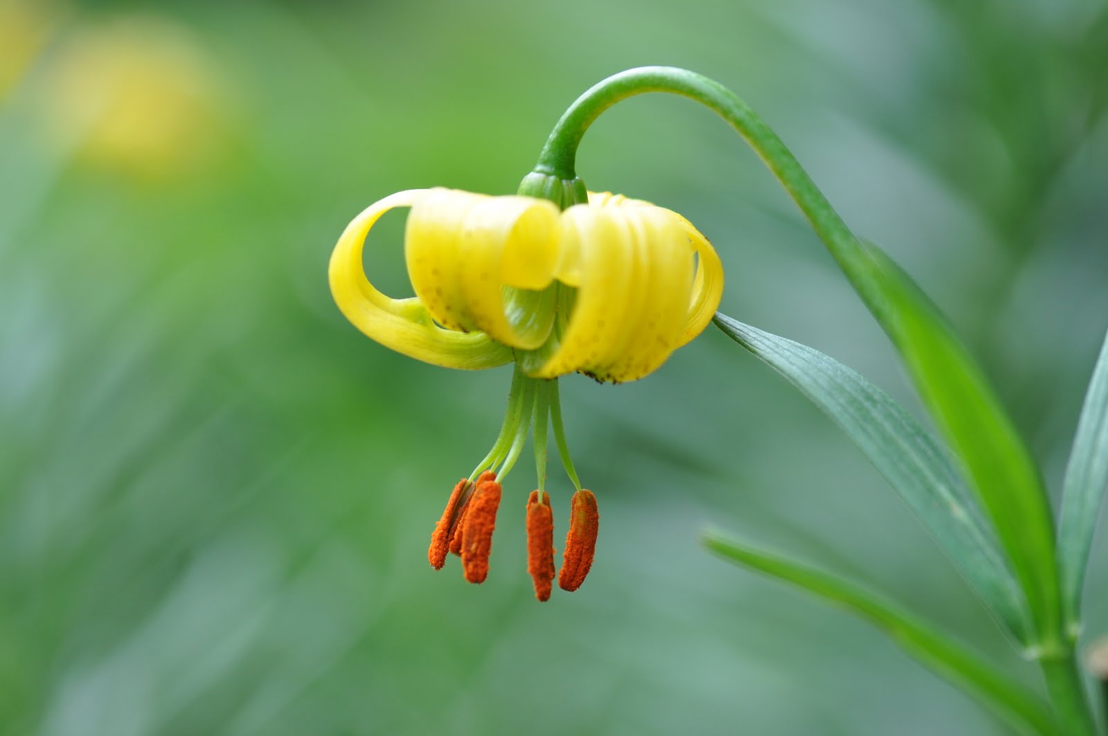 desde mi cadiera: flor de lis