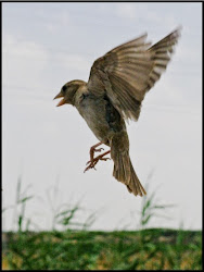 Open Source Sonnets: Sparrow s Flight