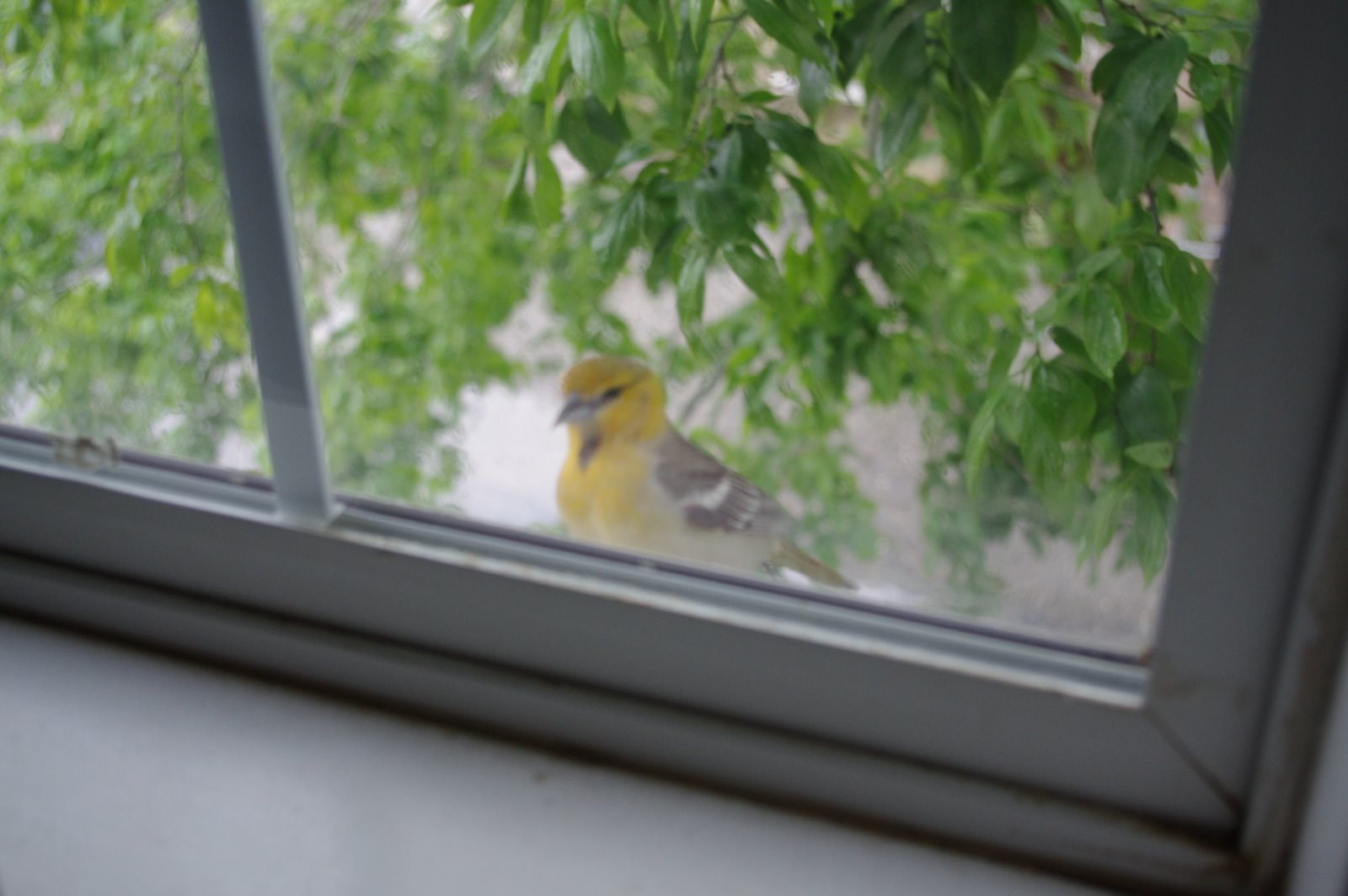 Птицы за окном. Синица ударилась в окно. Ласточка стучит в в окно. Птица под окном щебечет. Почему стучат в окно