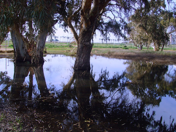 A winter pond -