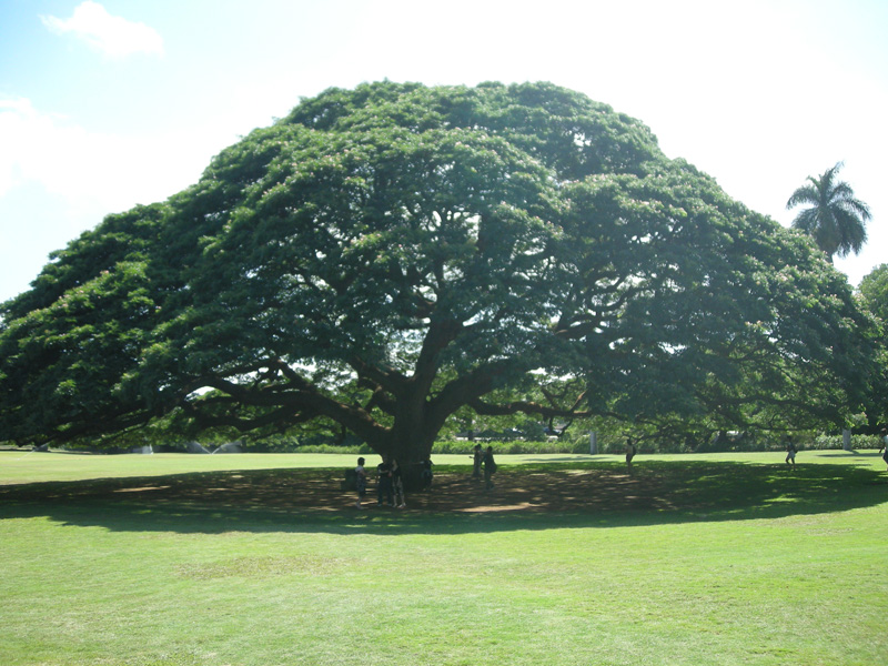 hawaii time is Dieting life Hawaii and time difference of Japan