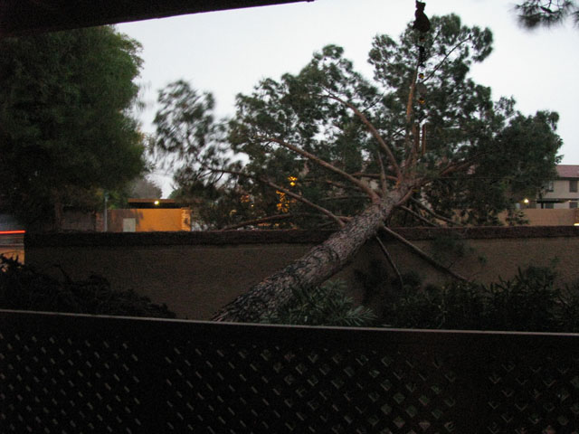 [Tree.jpg]