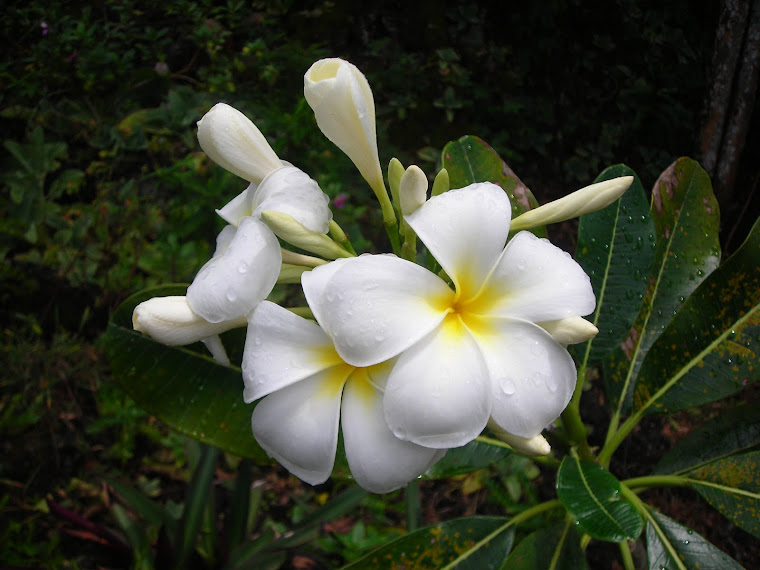 GUAM PLUMERIA