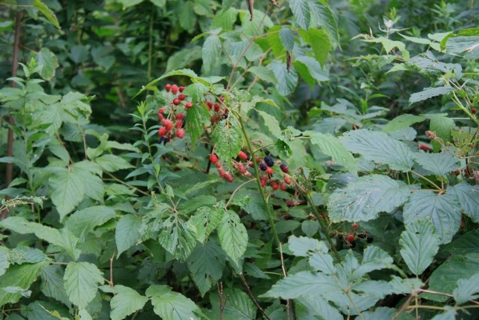 Reflections of katlupe: In Search Of The Wild Thorns - Black Raspberry