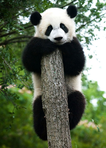 Panda che non si ricorda più perché è salito fin lì