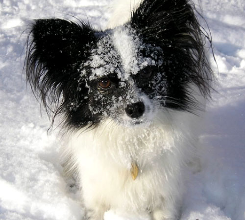 Cane preso a pallate di neve