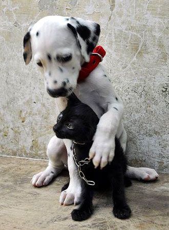 Cane che tranquillizza il gatto mentre aspettano il veterinario