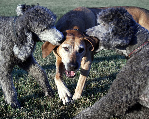 Cani poliziotto che arrestano un malvivente