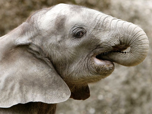 Elefantino insicuro