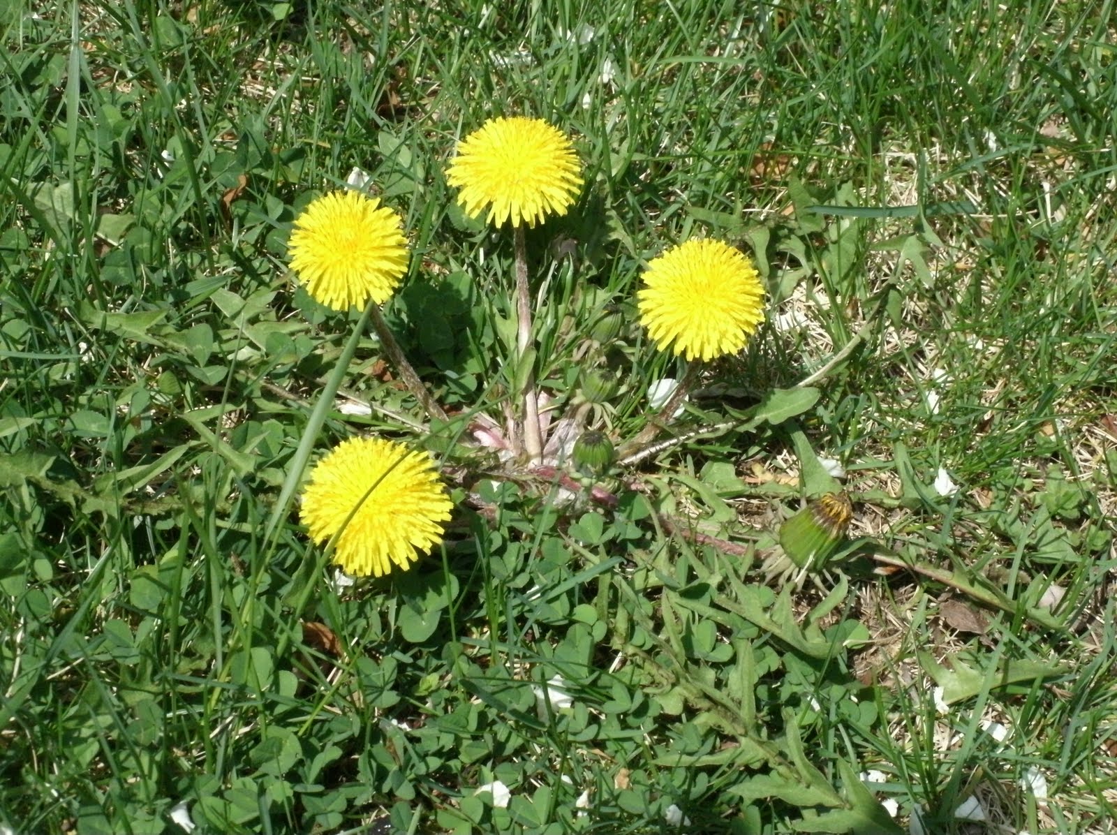 Mom All Day Easy Dandelion removal