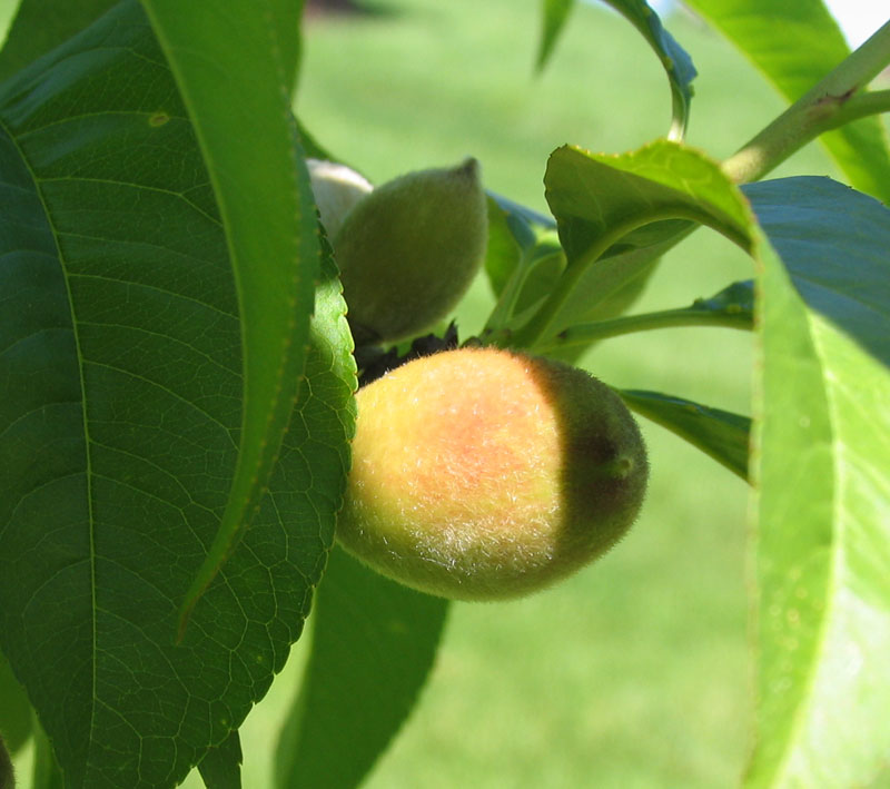 Poppular Photography Peaches