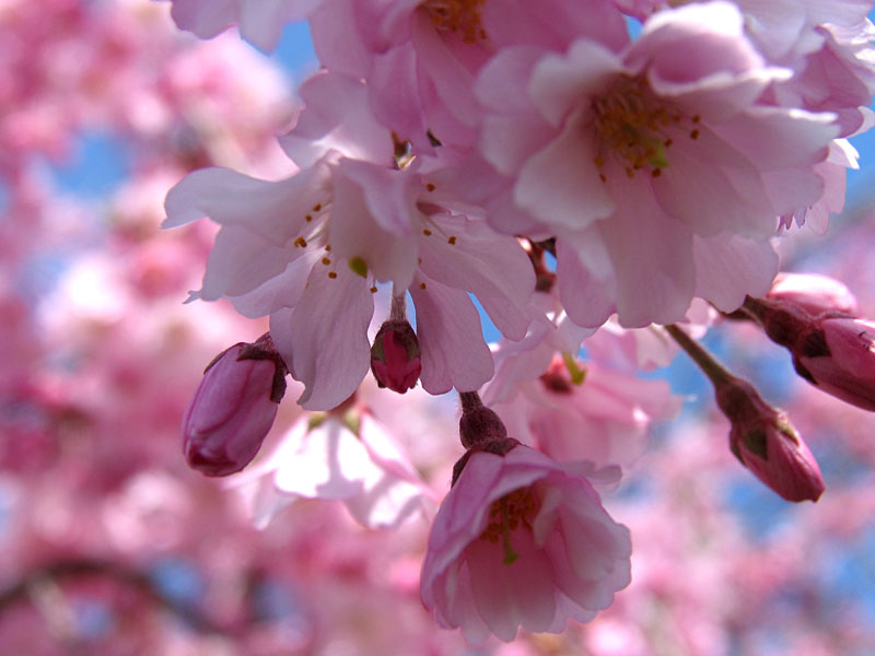 Poppular Photography Pink Flowering Tree