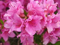 pink-azalea-louisville-kentucky-april-2010-a.jpg