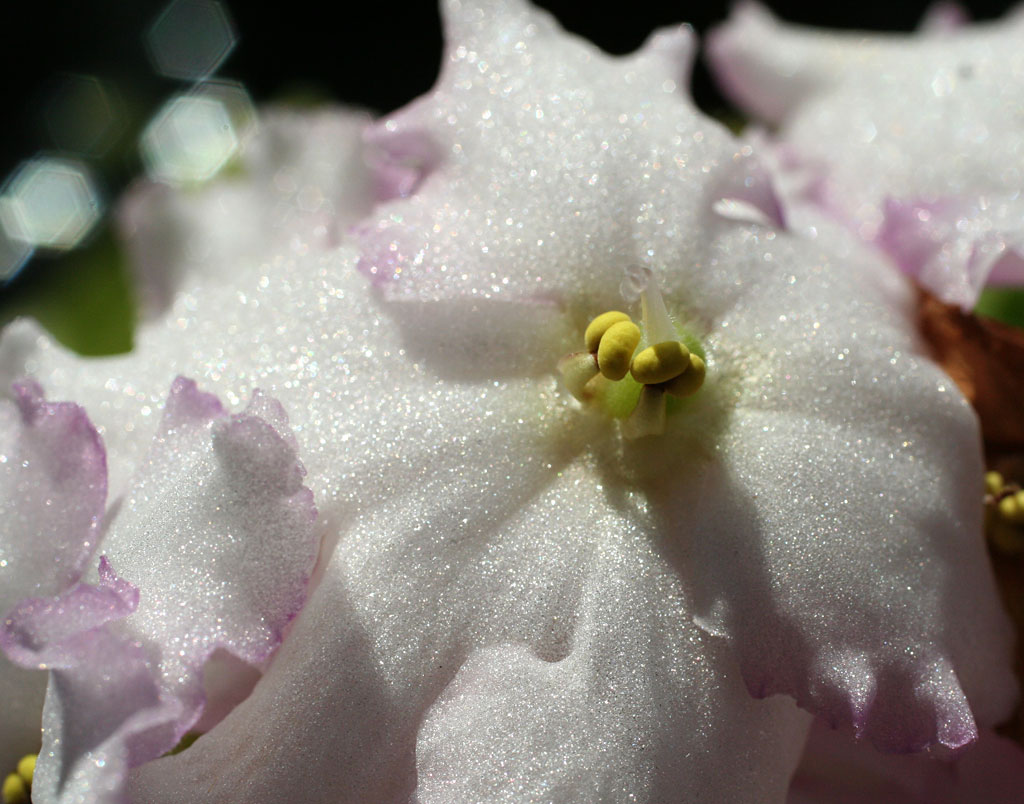 poppular-photography-white-pink-african-violet