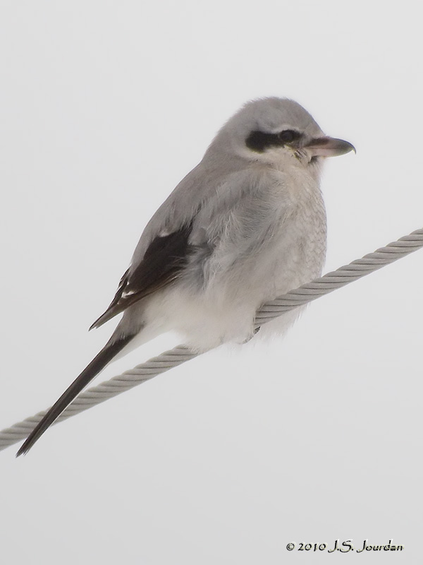 [NorthernShrike8369b.jpg]