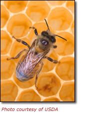 [honeybee_image.jpg]