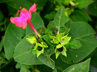Bunga Pukul empat atau nama ilmiahnya ialah  KHASIAT BUNGA PUKUL EMPAT UNTUK JERAWAT, BISUL, KEPUTIHAN, DIABETES
