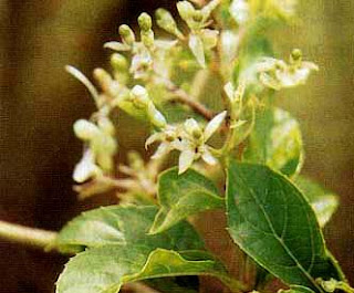 Senggugu yakni nama tumbuhan liar yang nama ilmiahnya yakni  Khasiat dan Manfaat Senggugu untuk Gurah, Obat Asma, bronkitis, dan Rematik