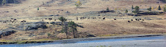 Yellowstone