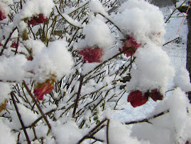 Snow on my roses