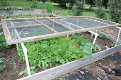 lettuce greens cold eat summer greenhouses mini pot grow