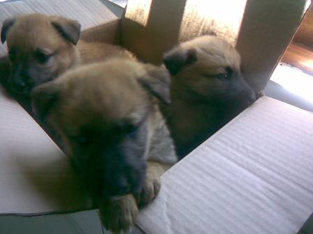 [2008+06+17+3femeas_2.jpg]