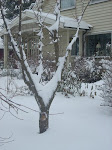 januar 2009 i min hage