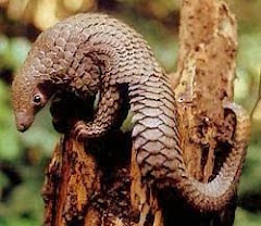 Pangolin or Indian Ant Eater
