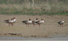 A group of Graylag Goose at Nangal
