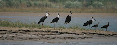 A group of Wooly necked Stork and Black Ibis at Nangal