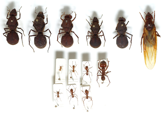 Está chegando a época da tanajura, quem vai querer? ~ Eriscpress