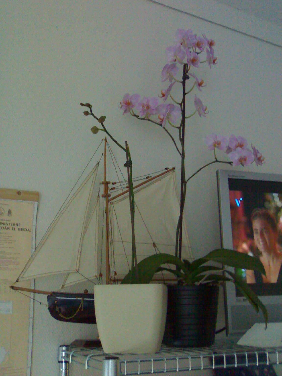 [orchideeen+bij+papa.jpg]