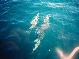 Golfinhos en la proa