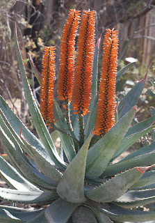  Aloe-ferox-plant.jpg