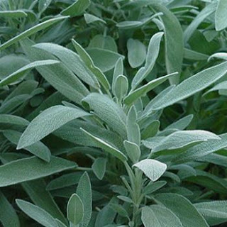 sage-stress-herb.jpg