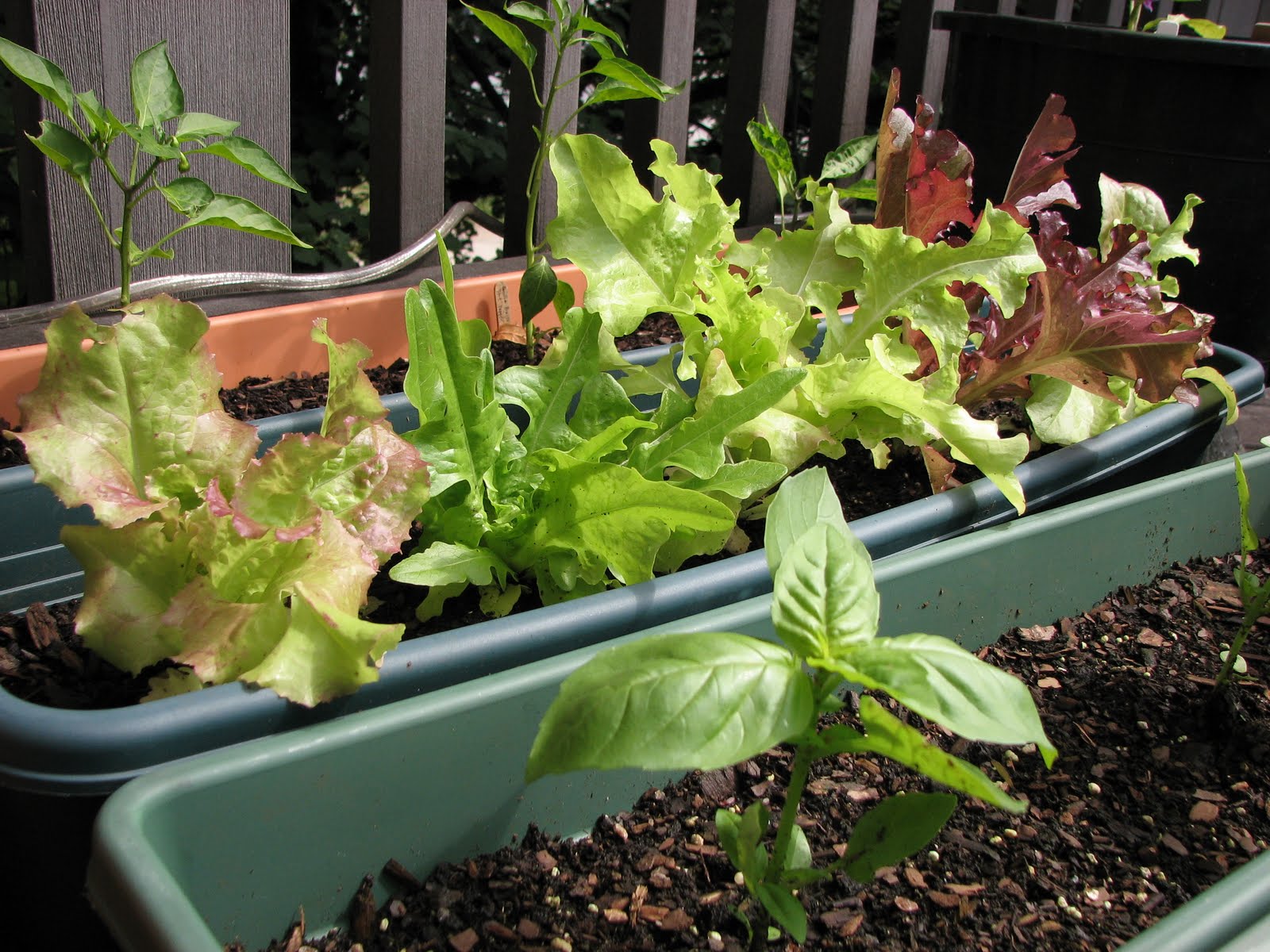 Red Pepper Flakes Garden on the Deck Lettuce Havest