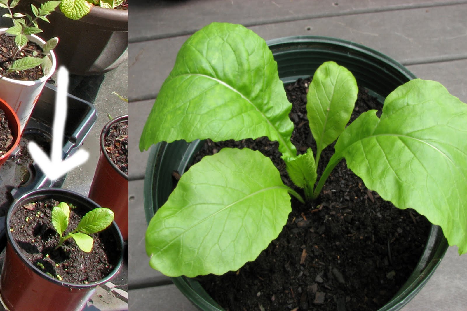 Red Pepper Flakes Garden on the Deck Squash Family