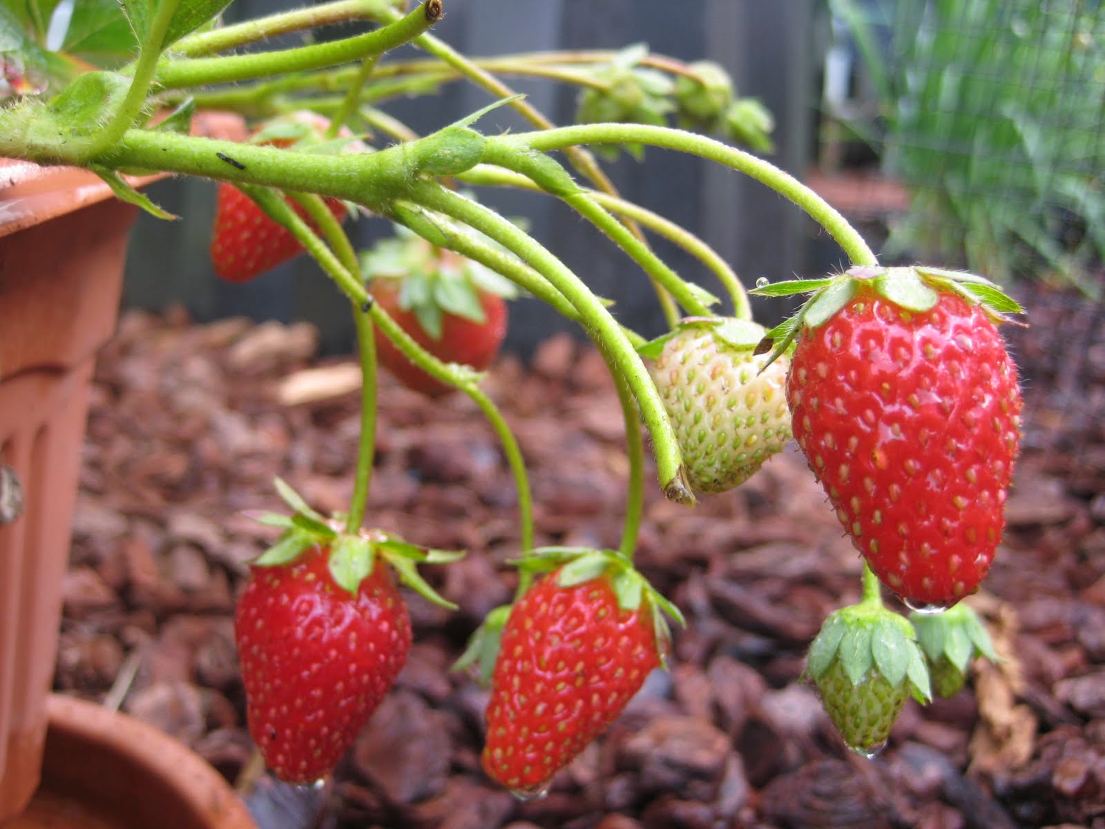 Our Green Haven Our First Pixzee Peach for 2011 Plus