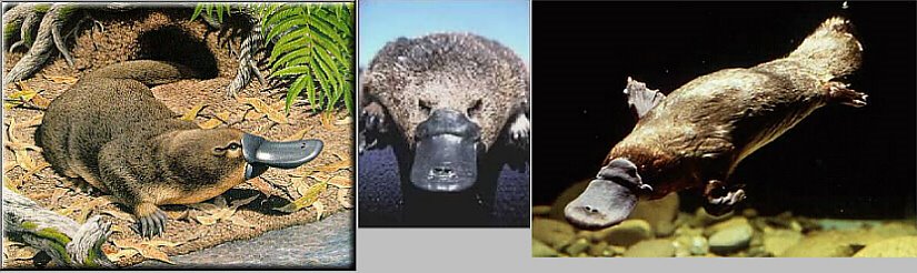 Our proposed Patron Mascot of Anglicanism: The Duck-Billed Platypus