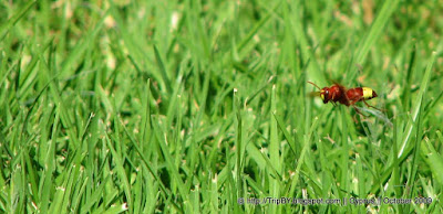 Пчела в полете by TripBY.info