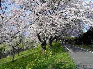 吉見町、桜堤の桜