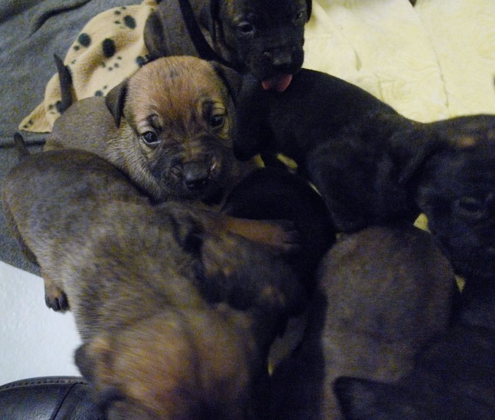 [Cane_Corso_Puppies_P1090678.jpg]