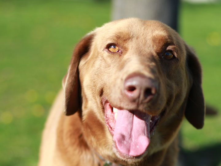 One Bark at a Time: Miles - Brown Labrador Retriever