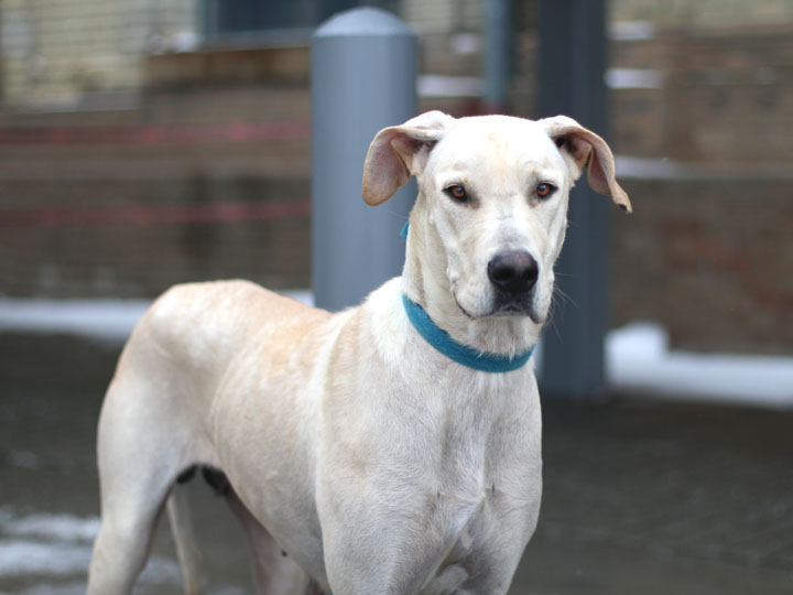 Great Dane Lab Mix 🐕 Vet Reviews 3 Reasons To Avoid Dog Breeds Picture