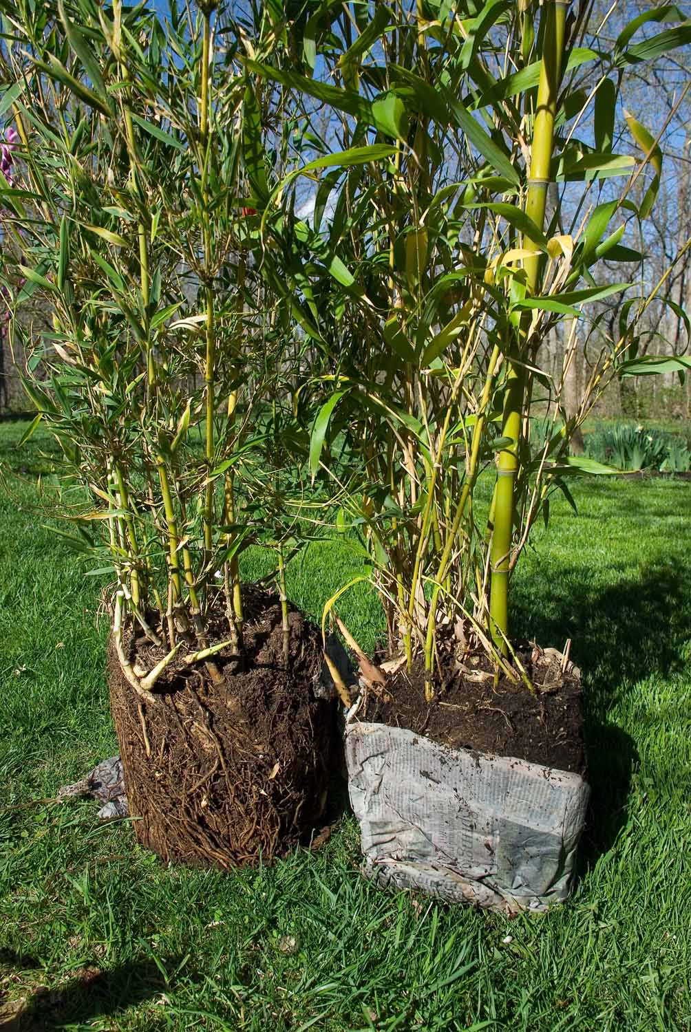 Bamboo Geek Notes from a bamboo customer from Ohio...