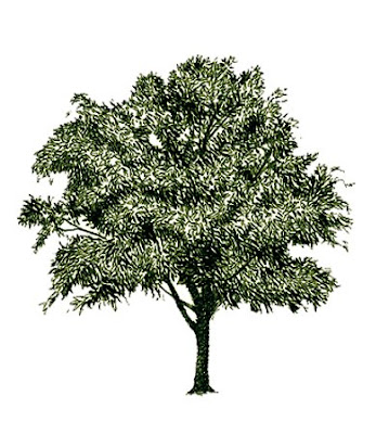 Árvore — Estudo Bíblico