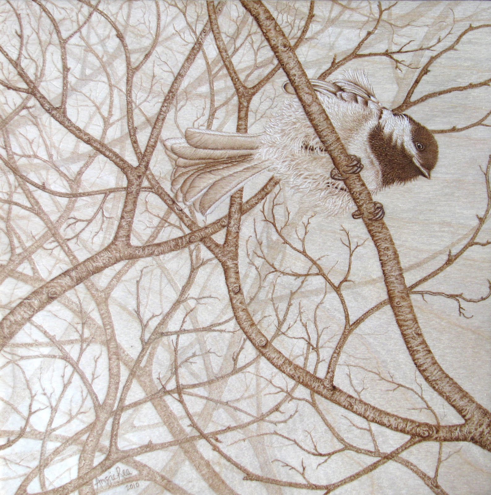 [Tom's+Chickadee.jpg]